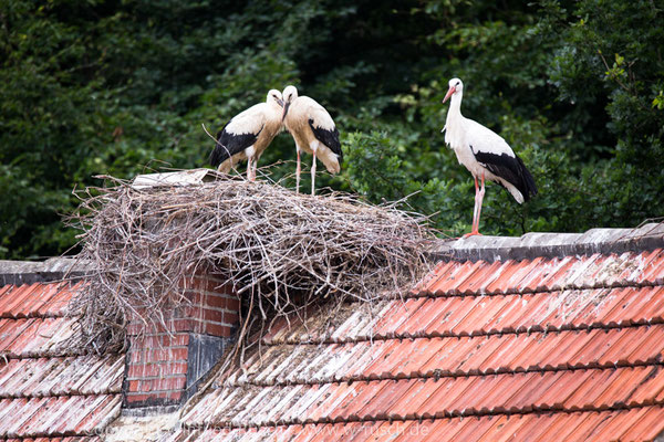 Weissstorch (Ciconia ciconia)