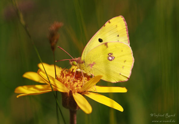 Weißklee-Gelbling - Colias hyale