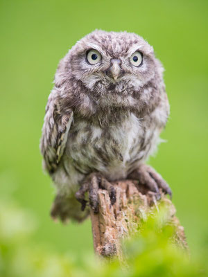 Steinkauz (Athene noctua)