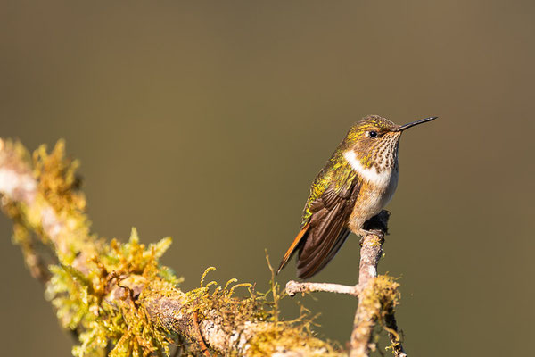 Orangekehlelfe (Selasphorus scintilla)
