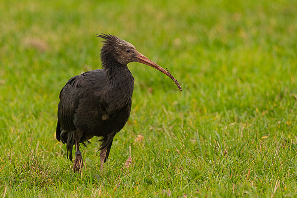 Waldrapp (Geronticus eremita)