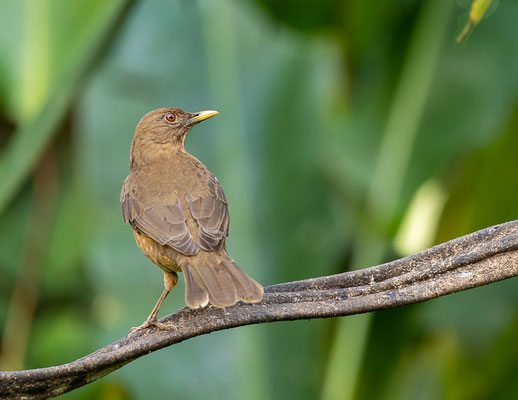 Gilbdrossel (Turdus grayi)