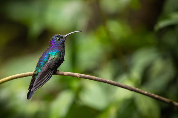 Violettdegenflügel (Campylopterus hemileucurus)