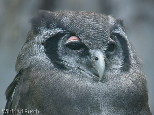 Milchuhu (Bubo lacteus) auch Blassuhu