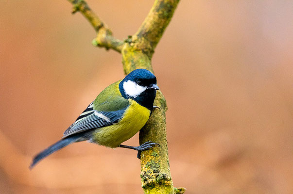 Kohlmeise (Parus major)