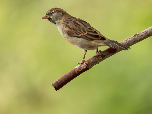 Haussperling (Passer domesticus)