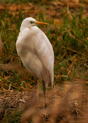 Silberreiher (Ardea alba) in Nordhholand