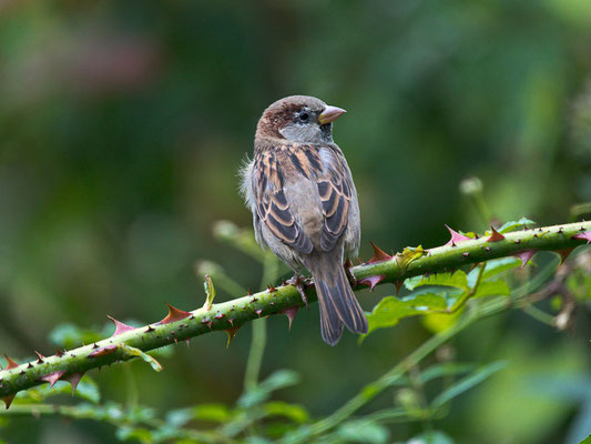 Haussperling (Passer domesticus)