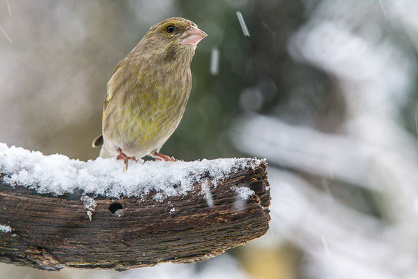 Grünfink (Chloris chloris)