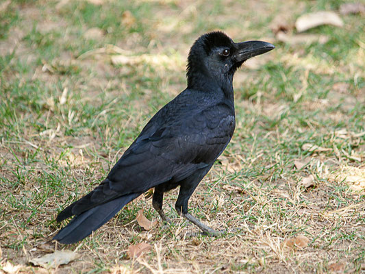 Indische Dschungelkrähe (Corvus macrorhynchos)