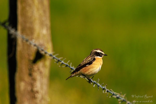 Braunkehlchen (Saxicola rubetra) am 29.04.2026 im NSG Letter Bruch