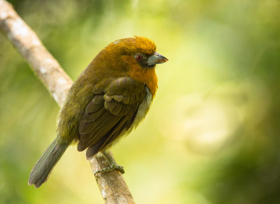 Aztekenbartvogel (Semnornis frantzii)