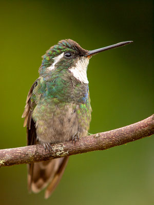 Weißkehlnymphe (Lampornis castaneoventris) - Männchen