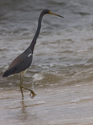 Dreifarbenreiher (Egretta tricolor)