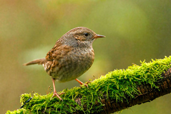 Heckenbraunelle (Prunella modularis)