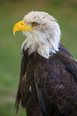 Weißkopfseeadler (Haliaeetus leucocephalus) 