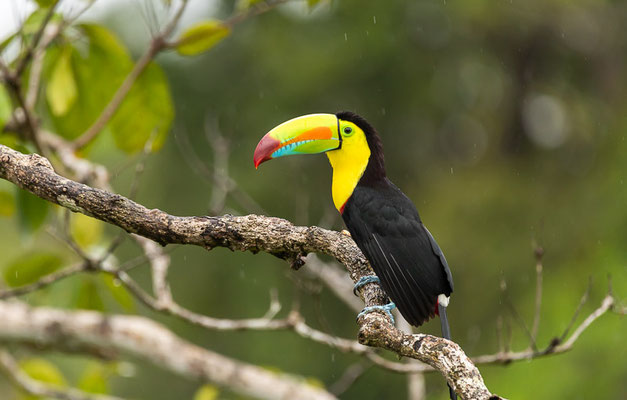 Fischertukan (Ramphastos sulfuratus)