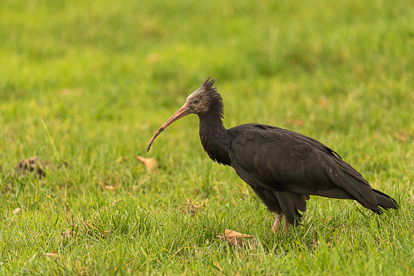 Waldrapp (Geronticus eremita)