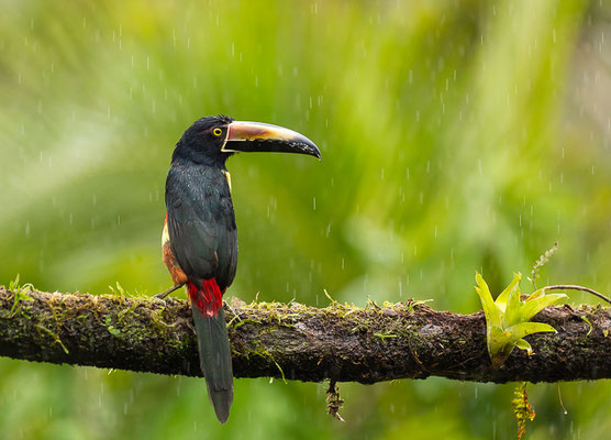 Halsbandarassari (Pteroglossus torquatus) 