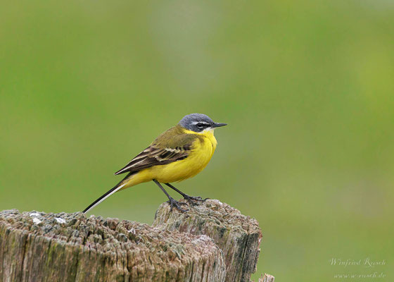 Wiesenschafstelze  (Motacilla flava)