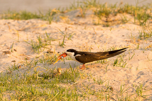 Afrikanischer Scherenschnabel, Braunmantel-Scherenschnabel (Rynchops flavirostris)