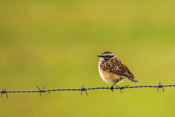 Braunkehlchen (Saxicola rubetra)