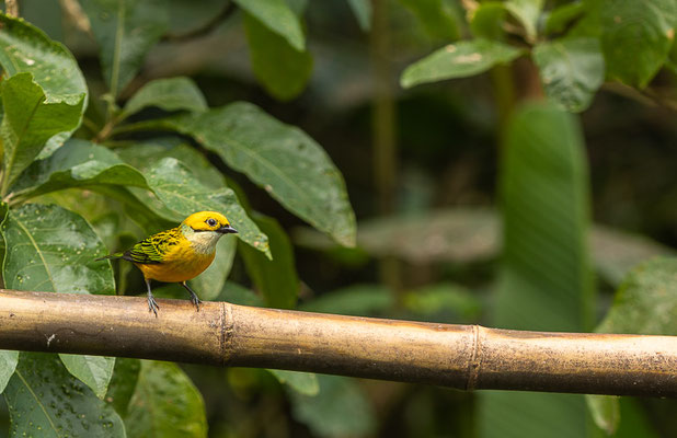 Silberkehltangare (Tangara icterocephala) 