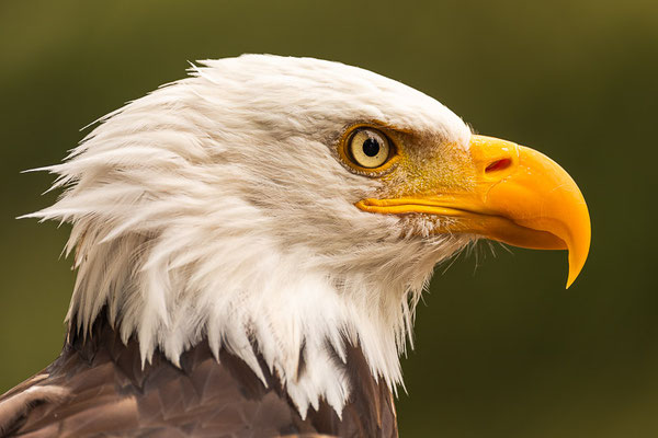 Weißkopfseeadler (Haliaeetus leucocephalus) 