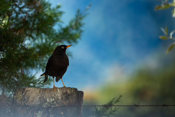 Rußdrossel (Turdus nigrescens)