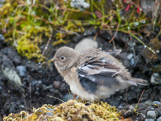 Schneeammer (Plectrophenax nivalis)