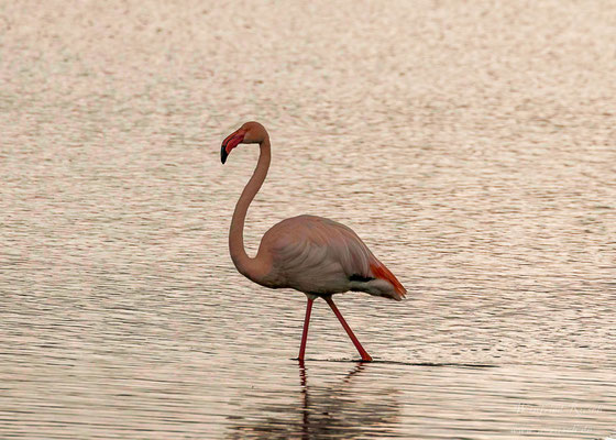 Rosaflamingo (Phoenicopterus roseus) im Zwillbrocker Venn 2023