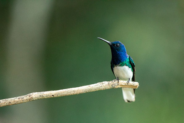 Weißnackenkolibri (Florisuga mellivora)