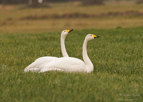 Singschwan (Cygnus cygnus)