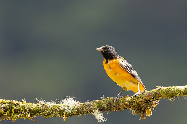 Baltimoretrupial (Icterus galbula), Männchen