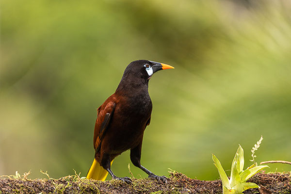 Montezumastirnvogel (Psarocolius montezuma)