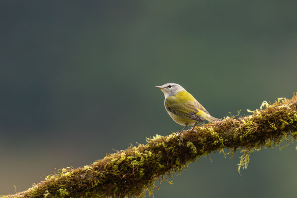 Brauenwaldsänger (Leiothlypis peregrina)