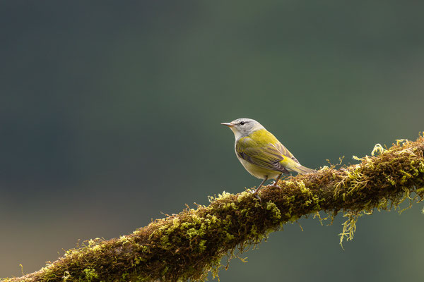 Brauenwaldsänger (Leiothlypis peregrina)