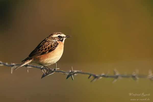 Braunkehlchen (Saxicola rubetra) am 29.04.2026 im NSG Letter Bruch