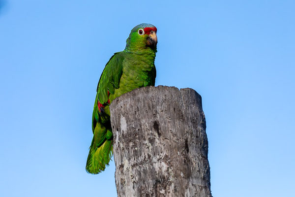 Rotstirnamazone (Amazona autumnalis)