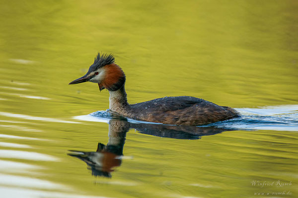 Haubentaucher (Podiceps cristatus)