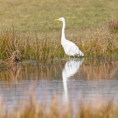 Silberreiher (Ardea alba) im NSG Letter Bruch