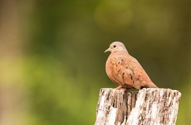 Rosttäubchen (Columbina talpacoti)