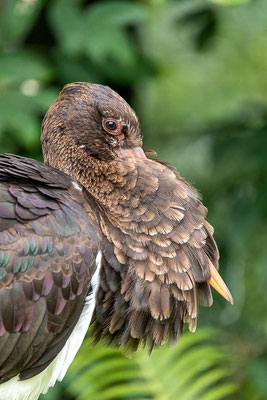 Schwarzstorch (Ciconia nigra)