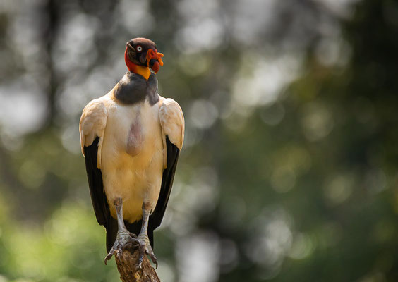 Königsgeier (Sarcoramphus papa)