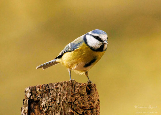 Blaumeise (Parus caeruleus)