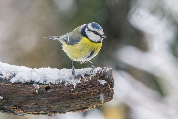 Blaumeise (Cyanistes caeruleus)