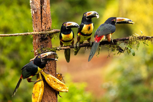 Halsbandarassari (Pteroglossus torquatus) 