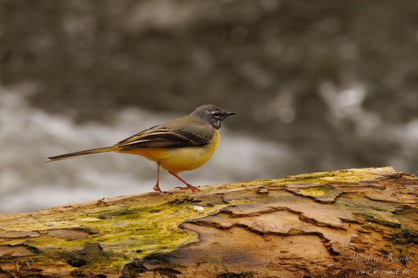 Gebirgsstelze (Motacilla cinerea),