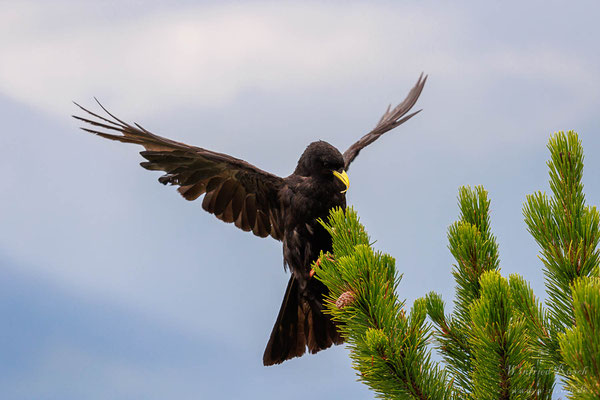 Alpendohle (Pyrrhocorax graculus)