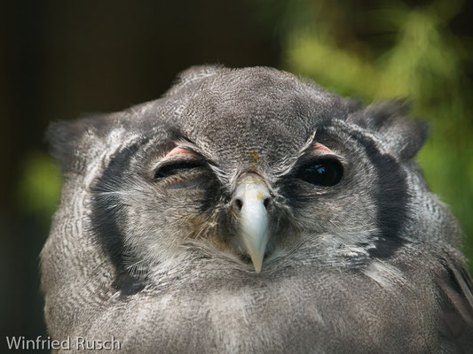 Milchuhu (Bubo lacteus) auch Blassuhu